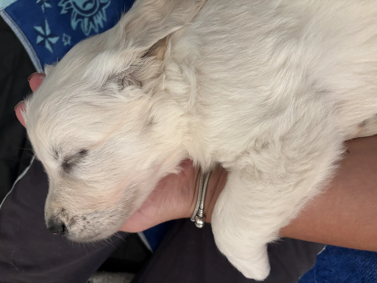 Siamo 5 meravigliosi cuccioli  | Foto 5