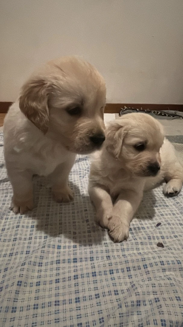 Siamo 5 meravigliosi cuccioli  | Foto 4