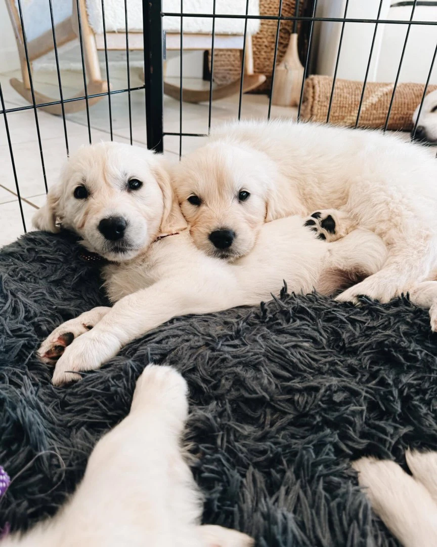 Disponibili cuccioli di Golden | Foto 1