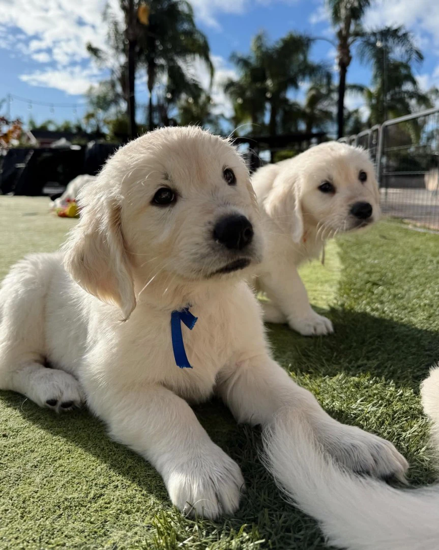 Disponibili cuccioli di Golden | Foto 2