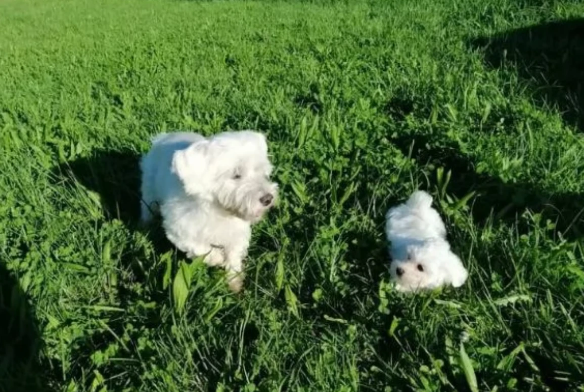 meraviglioso e piccolissimi cu | Foto 6
