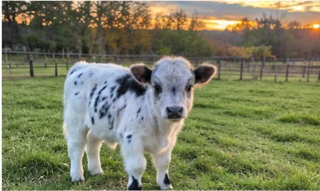 Bellissima mini mucca in vendi | Foto 3