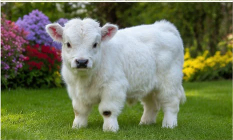 Bellissima mini mucca in vendi | Foto 1