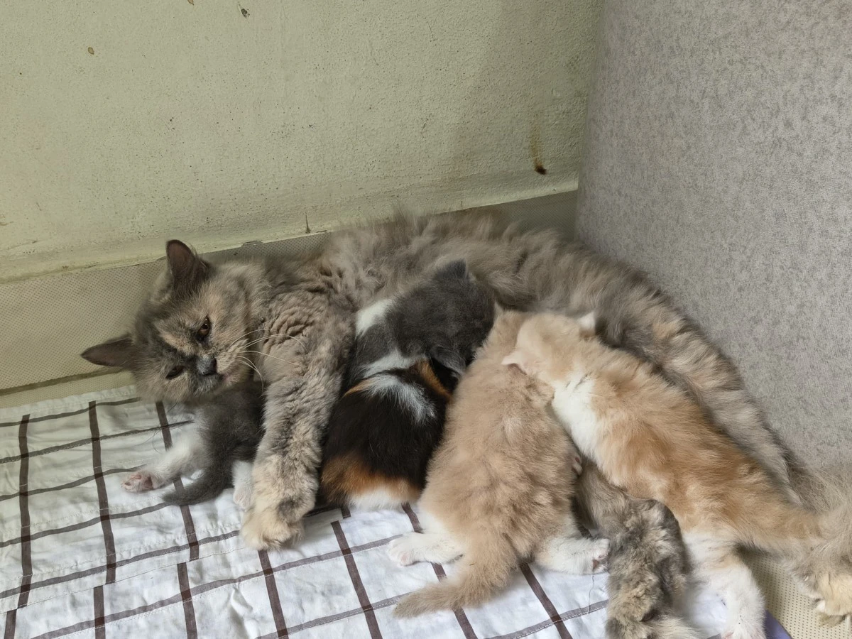 Regalo adorabili gattini Persi | Foto 1