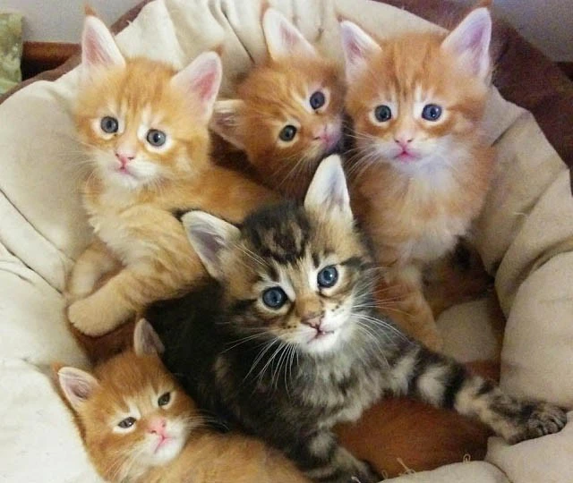 Cerco famiglie amorevoli e res | Foto 1
