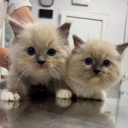 Splendidi gattini Ragdoll cerc | Foto 1