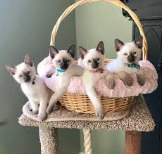 Dolcissimi gattini Siamesi cer | Foto 1