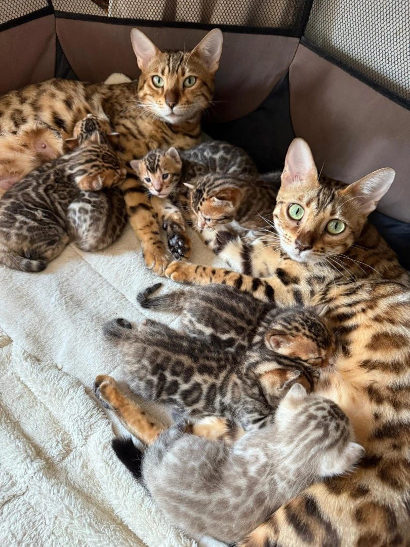 Splendidi gattini Bengal cerca | Foto 1