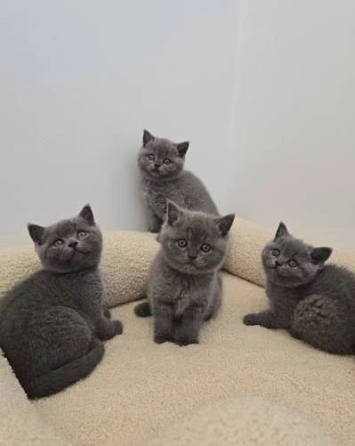 Dolcissimi gattini British Sho | Foto 1