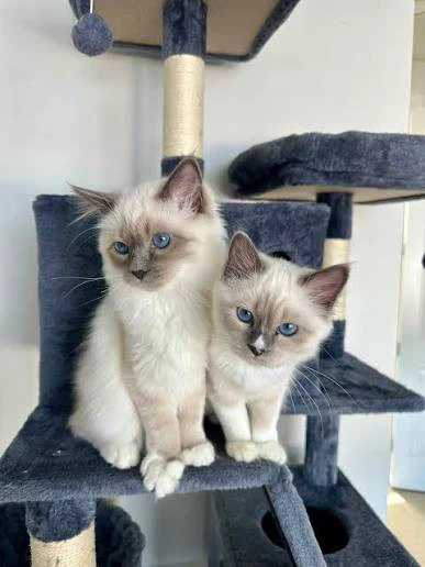 Dolcissimi gattini Sacro di Bi | Foto 1