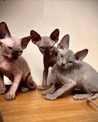 Dolcissimi gattini Sphynx cerc | Foto 1