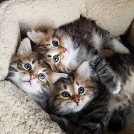 Dolcissimi gattini Persiani ce | Foto 1