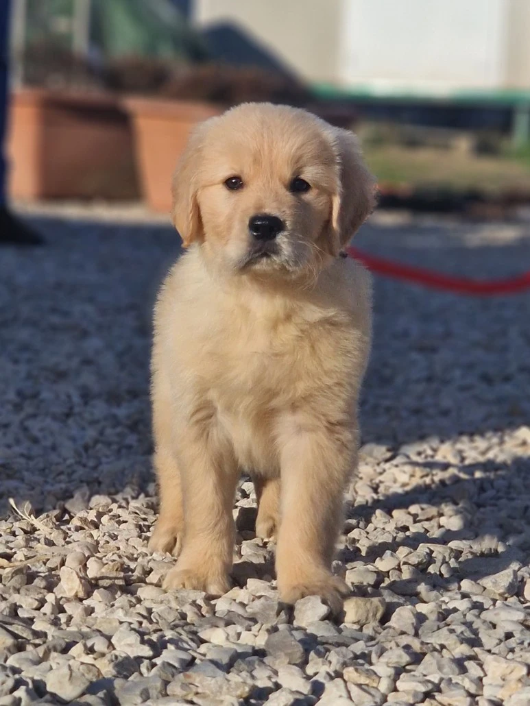 
Cuccioli Golden Retriever ce | Foto 1