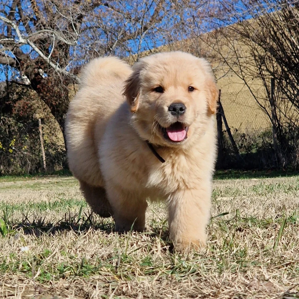 
Golden Retriever cuccioli: u | Foto 1