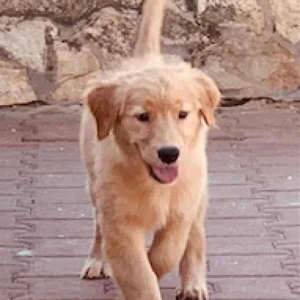 
Cuccioli Golden Retriever in | Foto 1