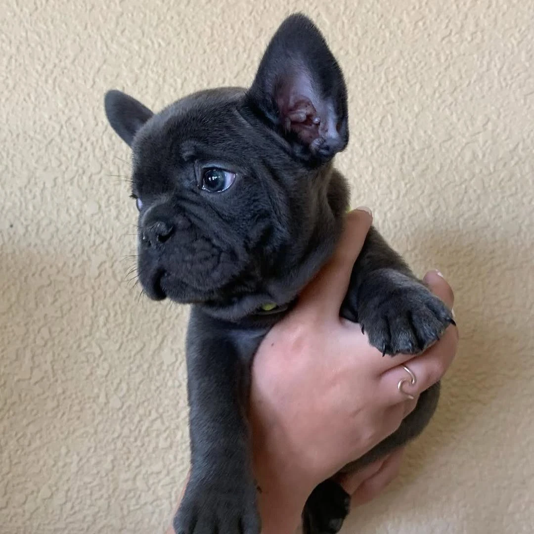 Cuccioli di Bulldog Francese d | Foto 1