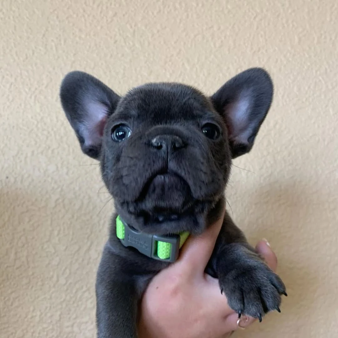 Cuccioli di Bulldog Francese d | Foto 2