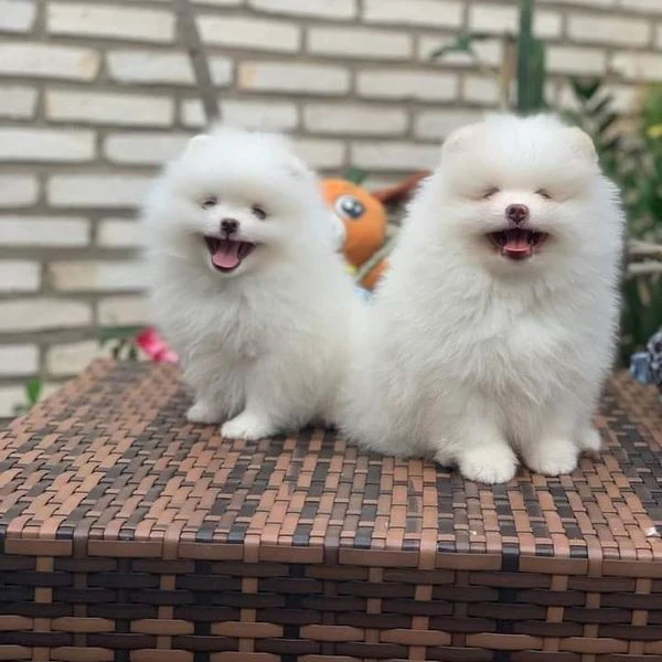 Cuccioli di Pomerania di razza | Foto 1