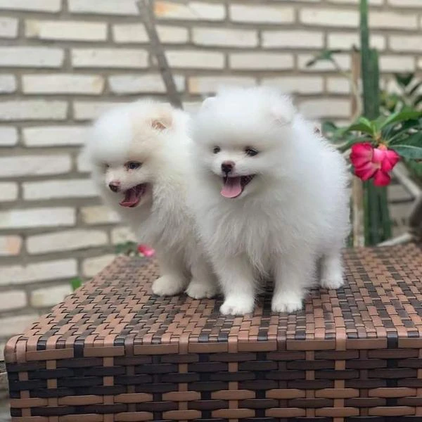 Cuccioli di Pomerania di razza | Foto 2