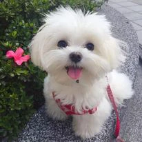 Cuccioli di Maltese bianco can | Foto 2