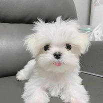 Cuccioli di Maltese bianco can | Foto 1