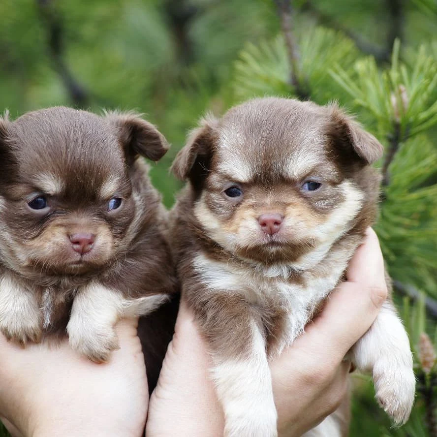 Vendo cuccioli sani di chihuah | Foto 1