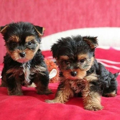 Cuccioli di Yorkshire Terrier  | Foto 1