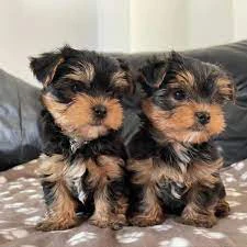 Cuccioli di Yorkshire Terrier  | Foto 2
