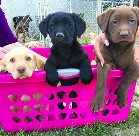 Splendidi cuccioli di Labrador | Foto 1
