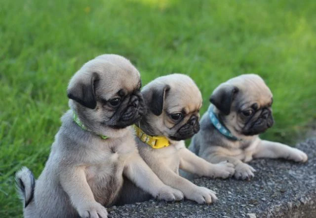 Cuccioli di Carlino disponibil | Foto 1