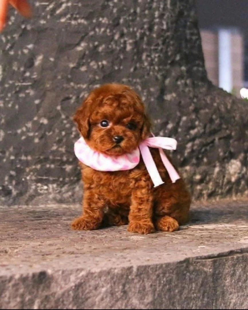 Splendidi cuccioli di barbonci | Foto 1