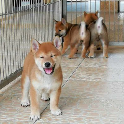Cuccioli di Shiba Inu disponib | Foto 1