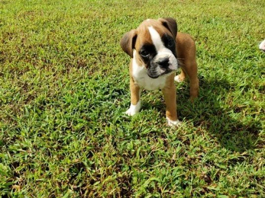 Disponibili adorabili cuccioli | Foto 1