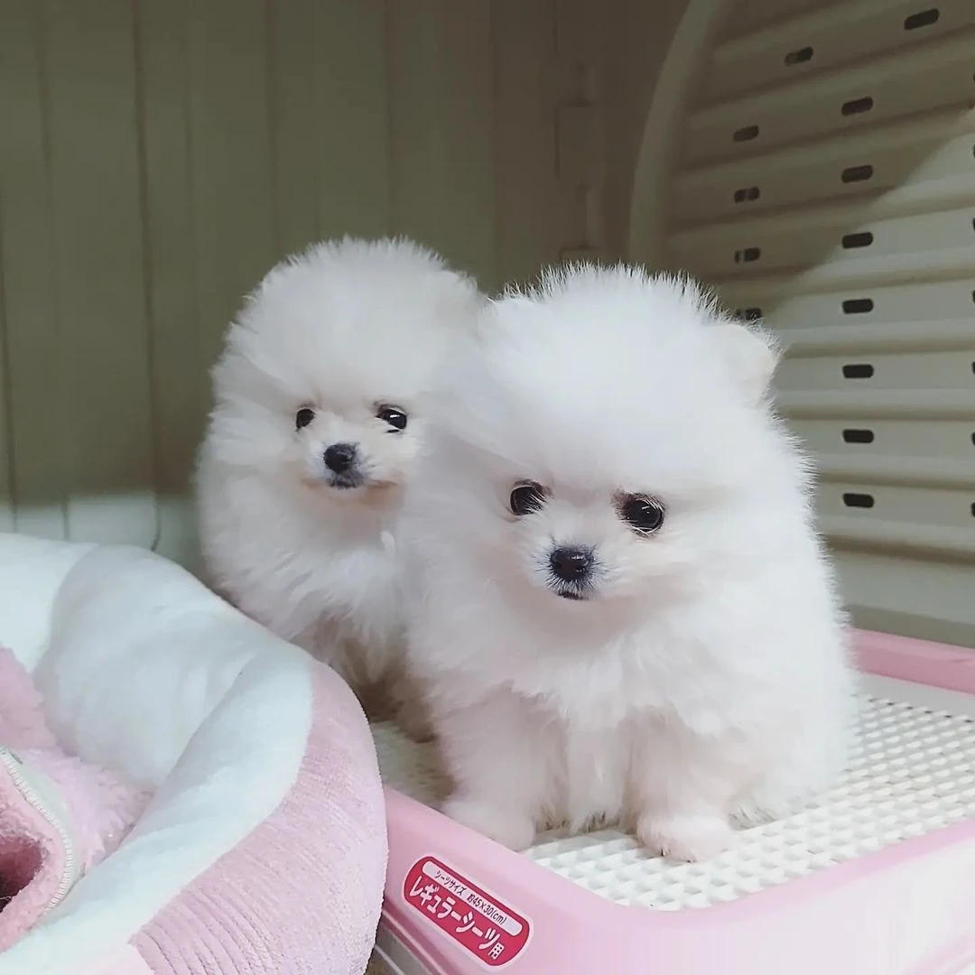 Splendidi cuccioli di Pomerani | Foto 1