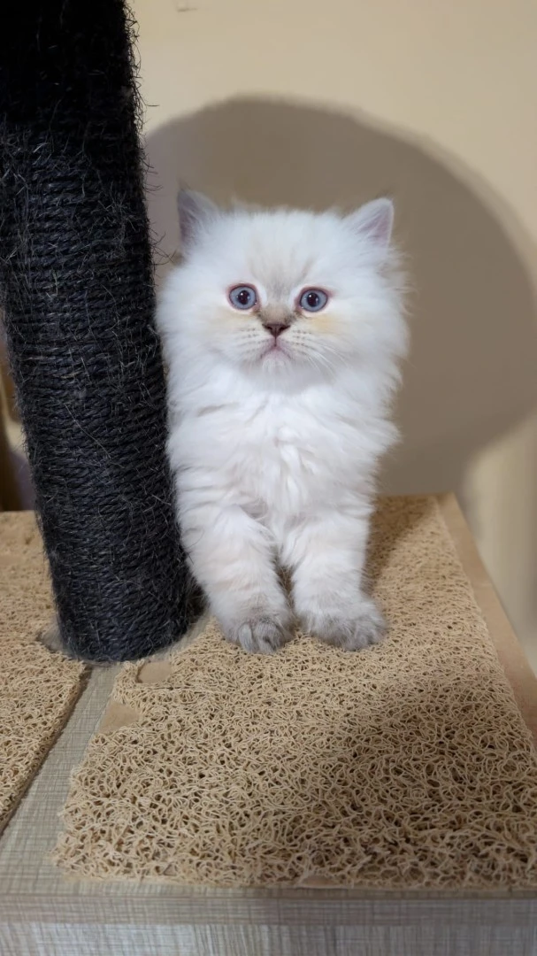 Splendidi Scottish fold e Scot | Foto 1