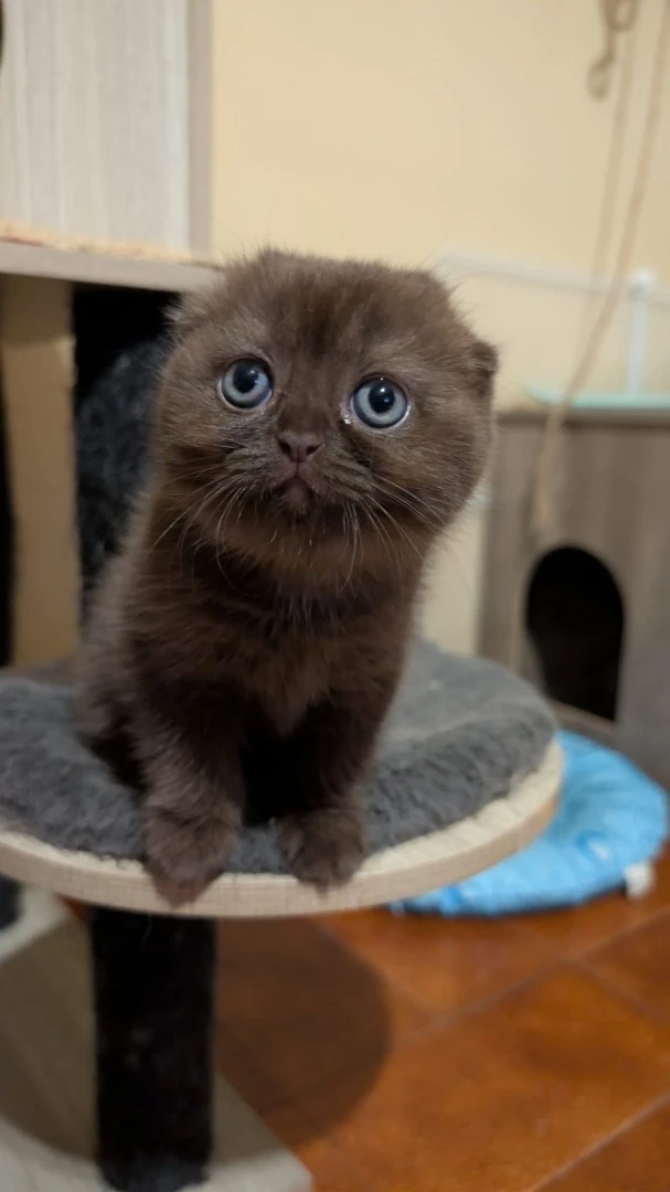 Splendidi Scottish fold e Scot | Foto 3