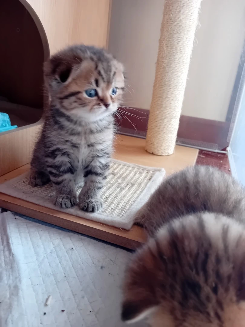 Splendidi Scottish fold e Scot | Foto 4