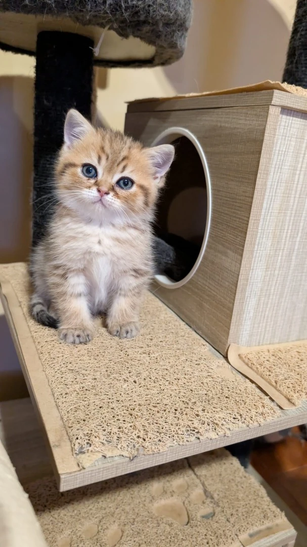 Splendidi Scottish fold e Scot | Foto 2