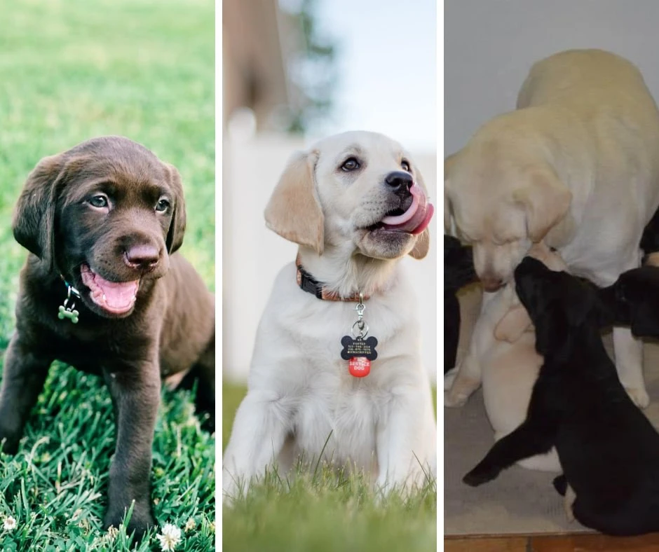 Cucciolo Labrador con Pedigree | Foto 1