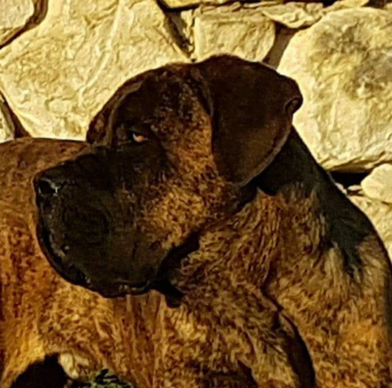 Brindle male di Casa Santodiro | Foto 3