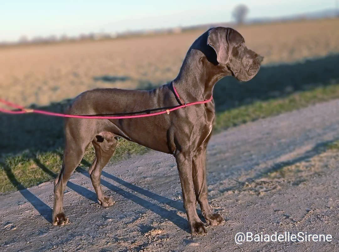 Vuoi un cucciolo per la tua fa | Foto 2