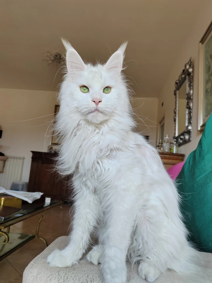 Stormborn Lynx Galadriel  | Foto 2