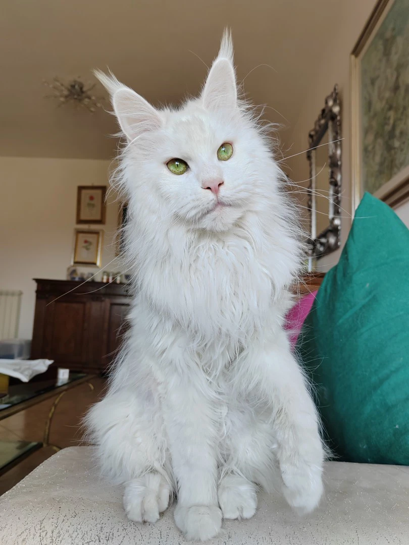 Stormborn Lynx Galadriel  | Foto 1