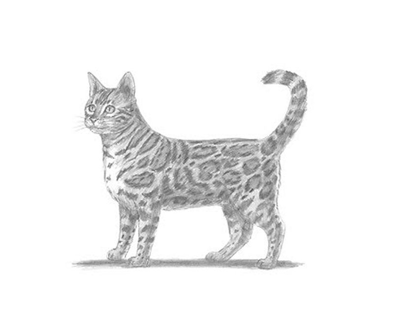 Как рисовать бенгальскую кошку
