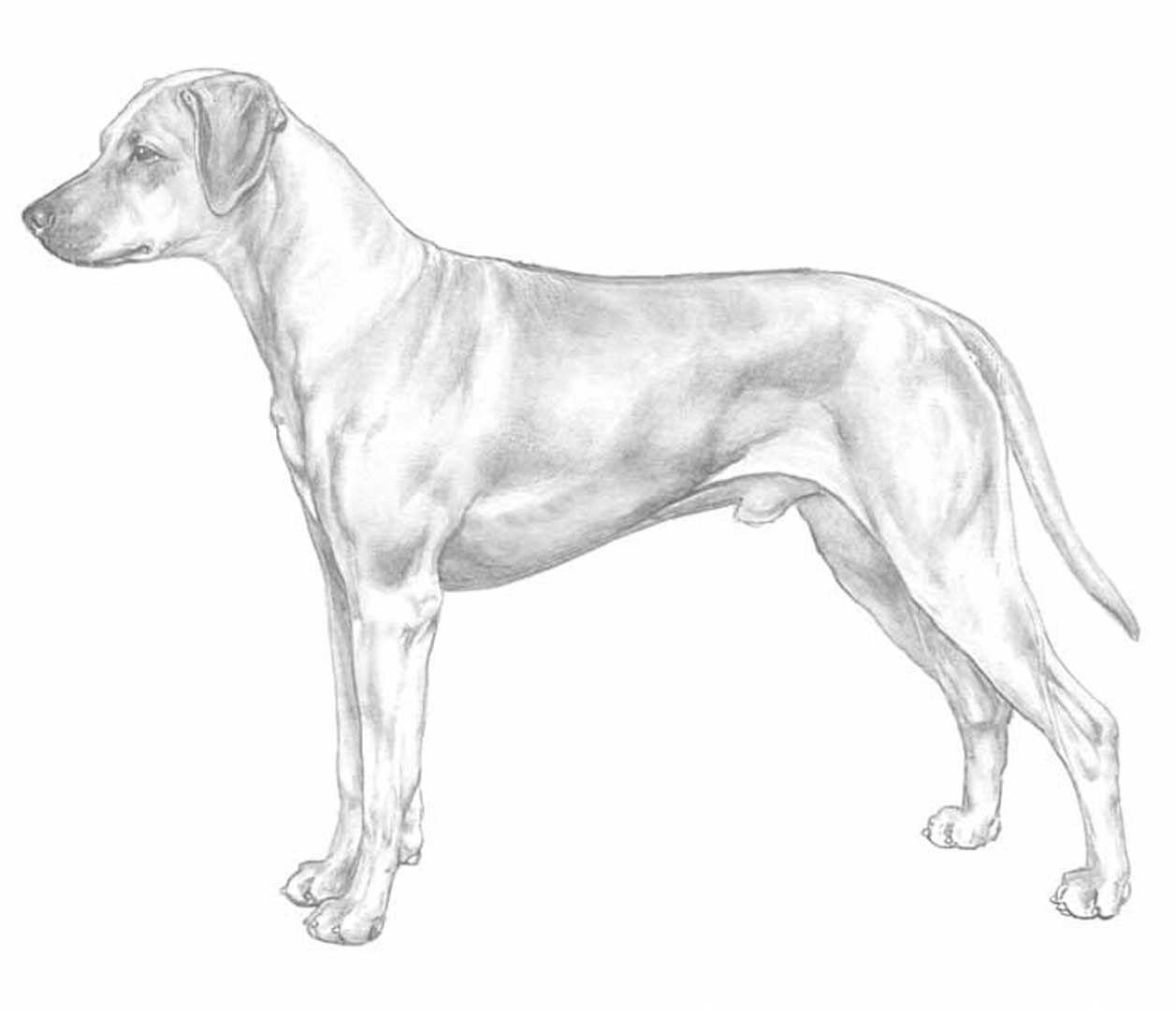 Rhodesian Ridgeback | Carattere, Caratteristiche e Misure, Allevamento