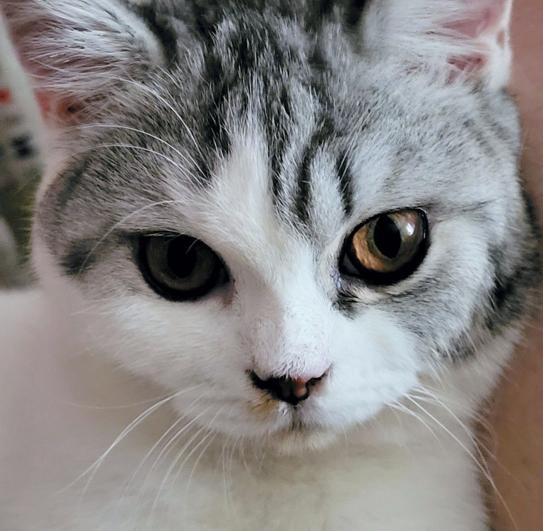 Selkirk rex straight caratteristiche della razza di gatti