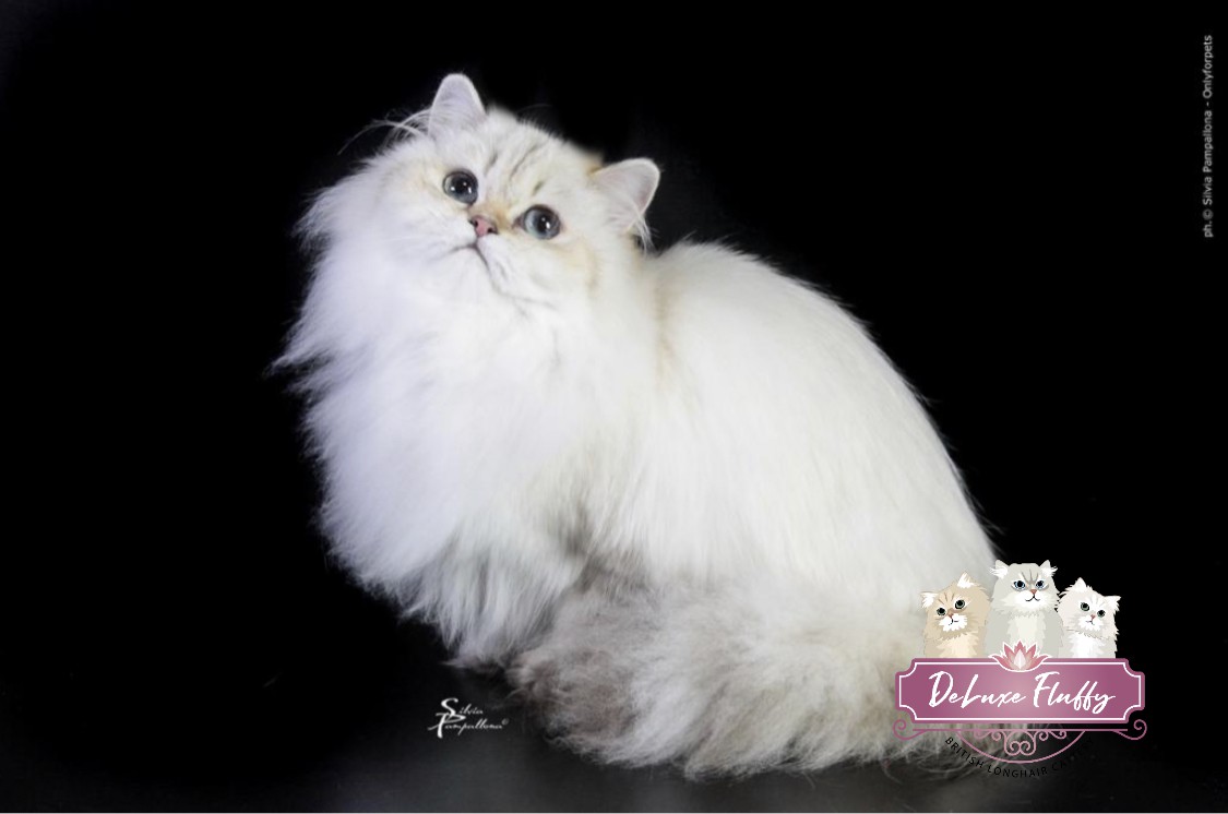 Allevamento British Longhair di DeLuxe Fluffy Cattery