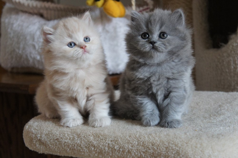 British Longhair cuccioli