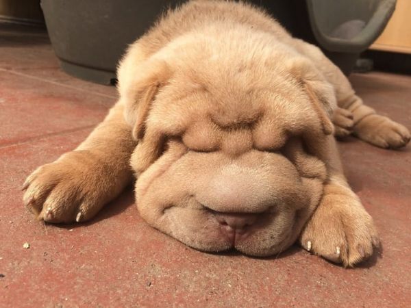 Cuccioli di Shar Pei da allevamento