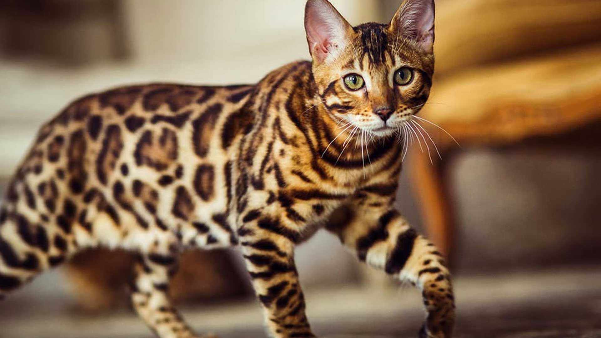 Gatto Bengala, carattere del gatto leopardo